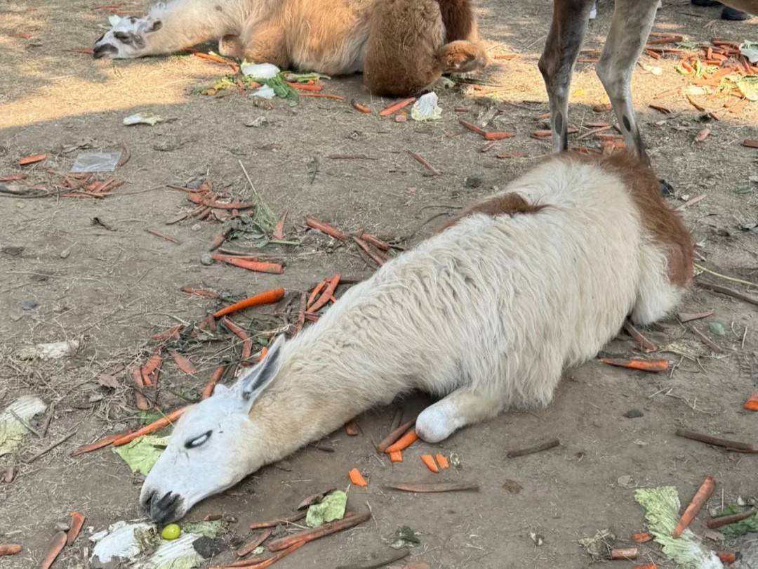 羊駝倒地翻白眼。（翻攝自微博上游新聞）