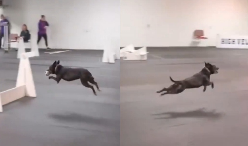 這隻小狗在障礙賽中「越跳越高」，宛如飛行員上身，網友笑瘋直呼「牠不是在比賽，是在飛給你看！」（翻攝自X）