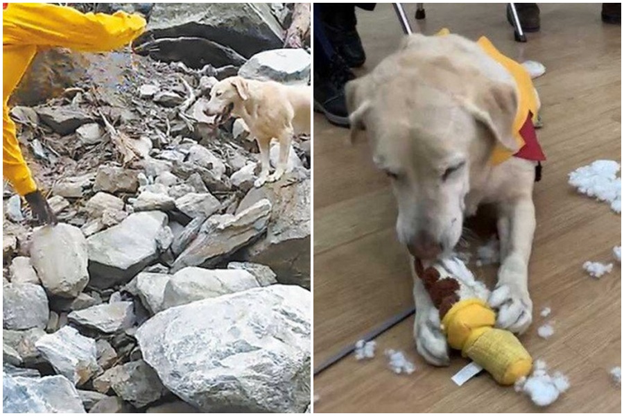 Roger因年紀關係在搜救任務結束準備上車時有些軟腳,但過程仍非常敬業。(高雄市消防局提供、翻攝畫面)