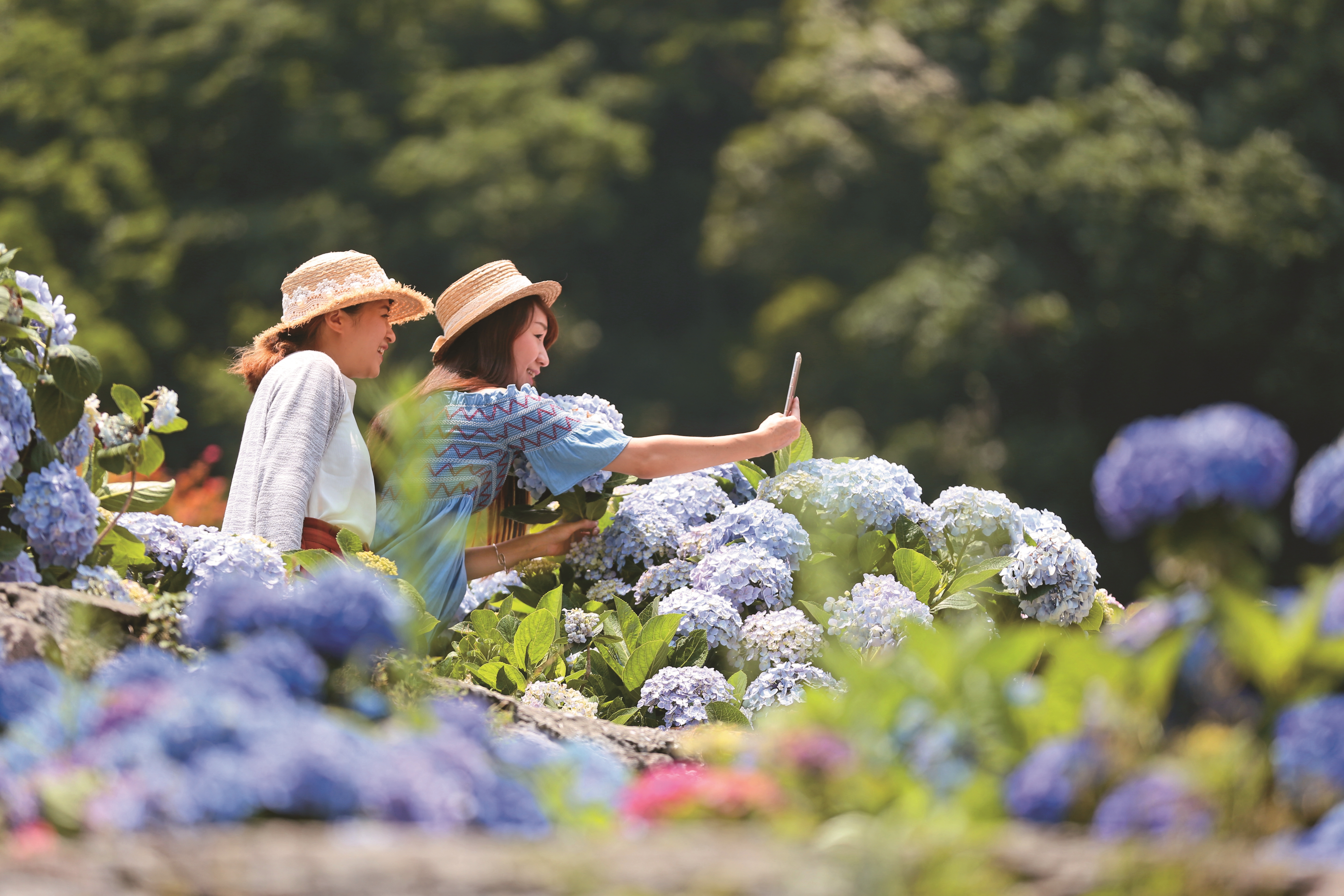 2025竹子湖繡球花季即日起至6月22日展開,邀您來賞花。(攝影/陳毅偉)
