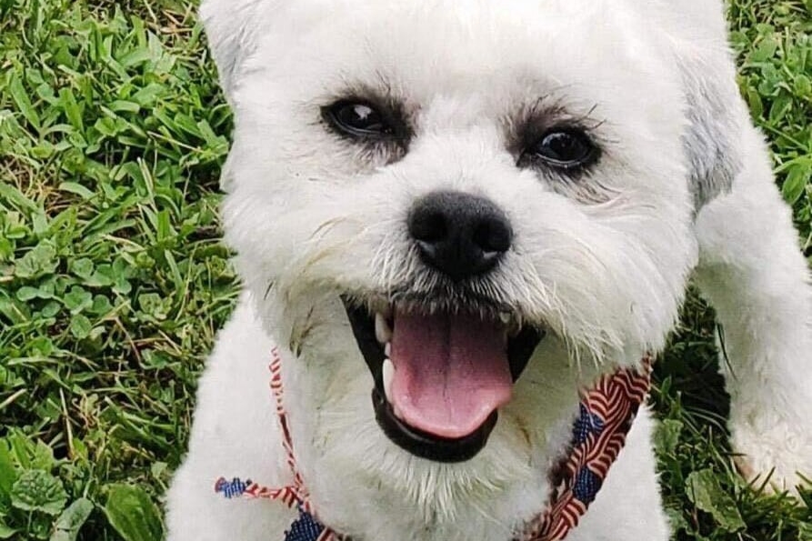 1名警員射殺民眾失明又失聰的寵物犬，引發巨大爭議。（翻攝畫面）