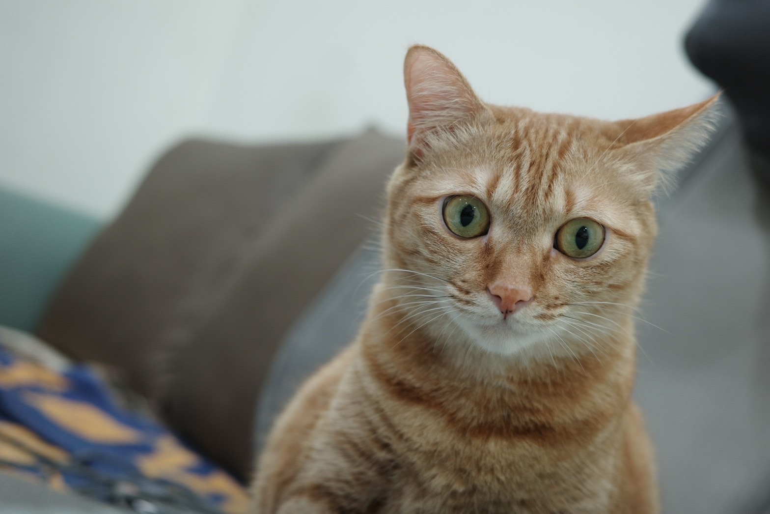 新加坡國宅「禁貓令」將在今年解除。