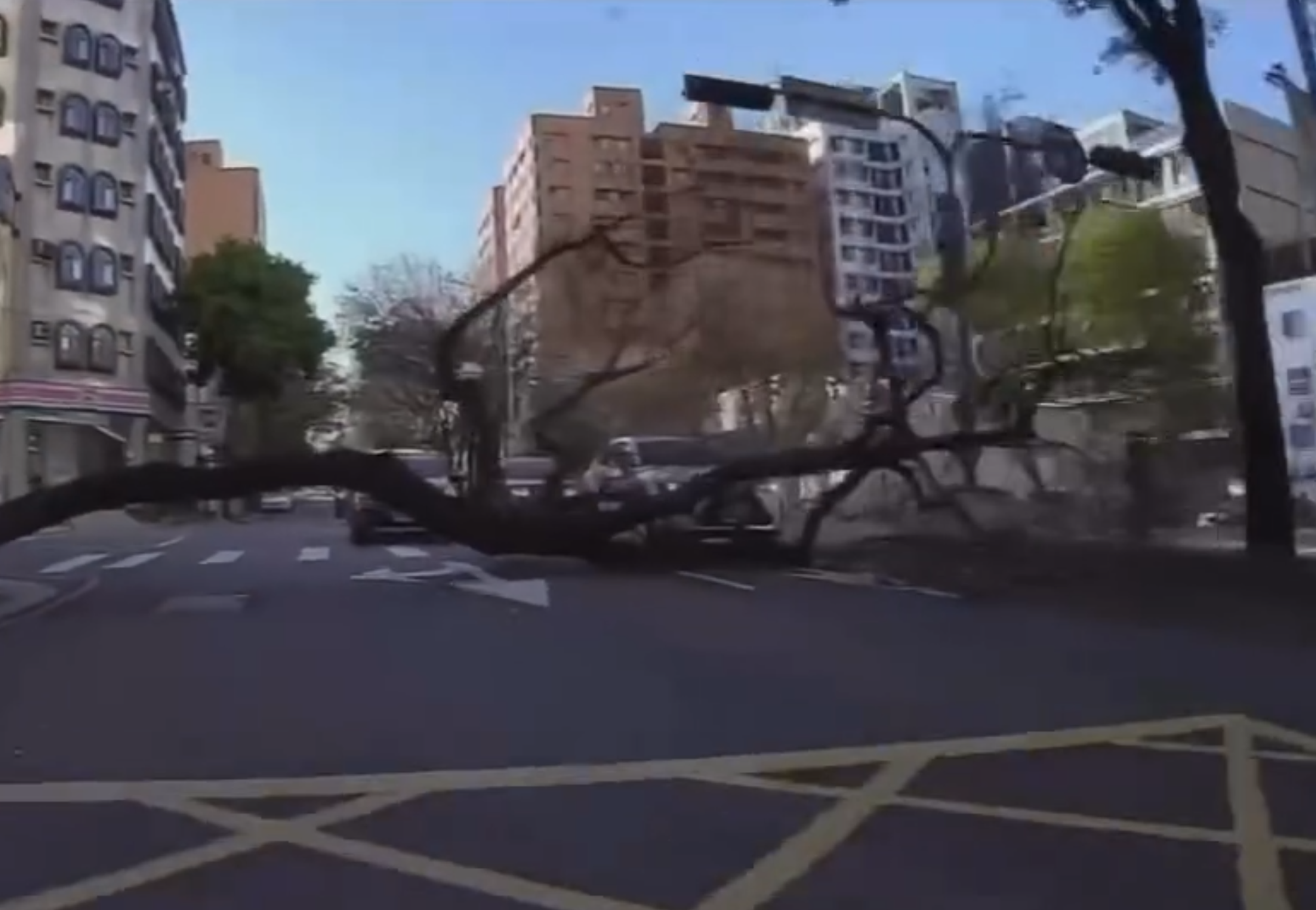 台中市西屯區福科路一棟巨大路樹,昨晚不明原因倒下,導致路過自小客車頭遭砸毀,所幸車內人員沒有受傷。(翻攝自Threads)