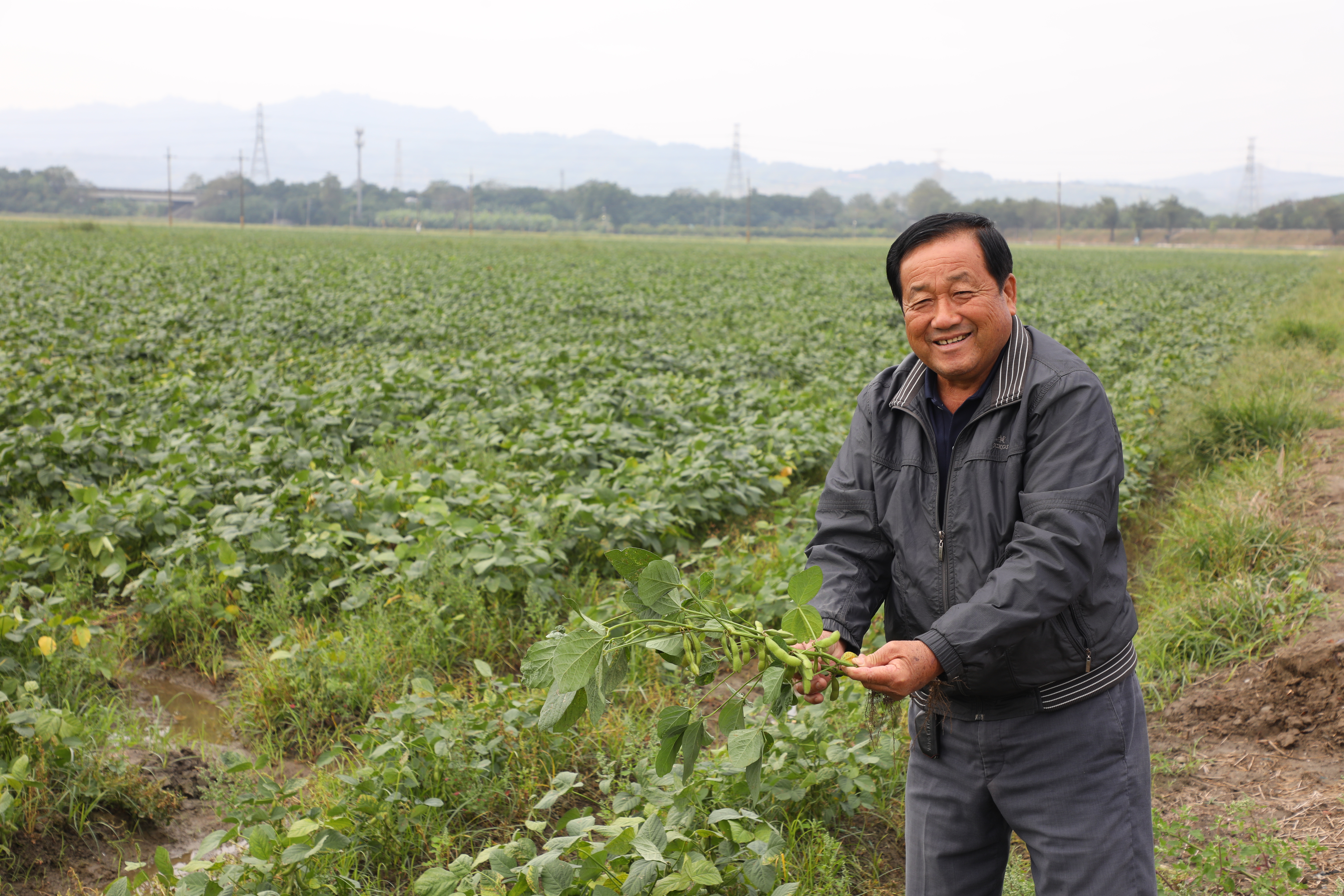 台灣毛豆生產聯誼會的會長陳榮華的毛豆田與豆油伯合作契作。
