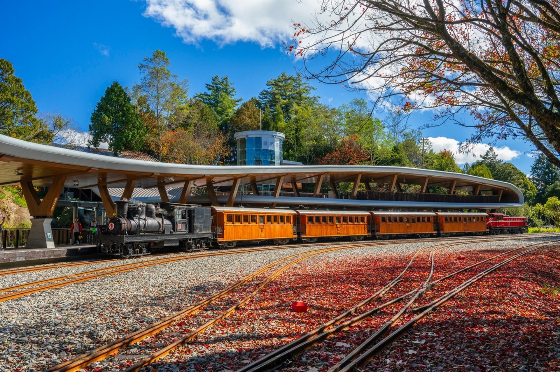 阿里山賞楓季將登場，季節限定賞楓列車「11/18開放搶票」。（翻攝自林鐵及文資處官網）