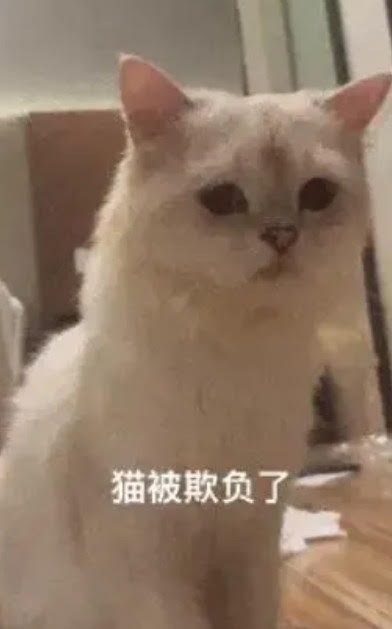 網友的愛貓被友人合夥人偷偷帶去配種，事後回來後精神萎靡、體型消瘦。（翻攝微博）