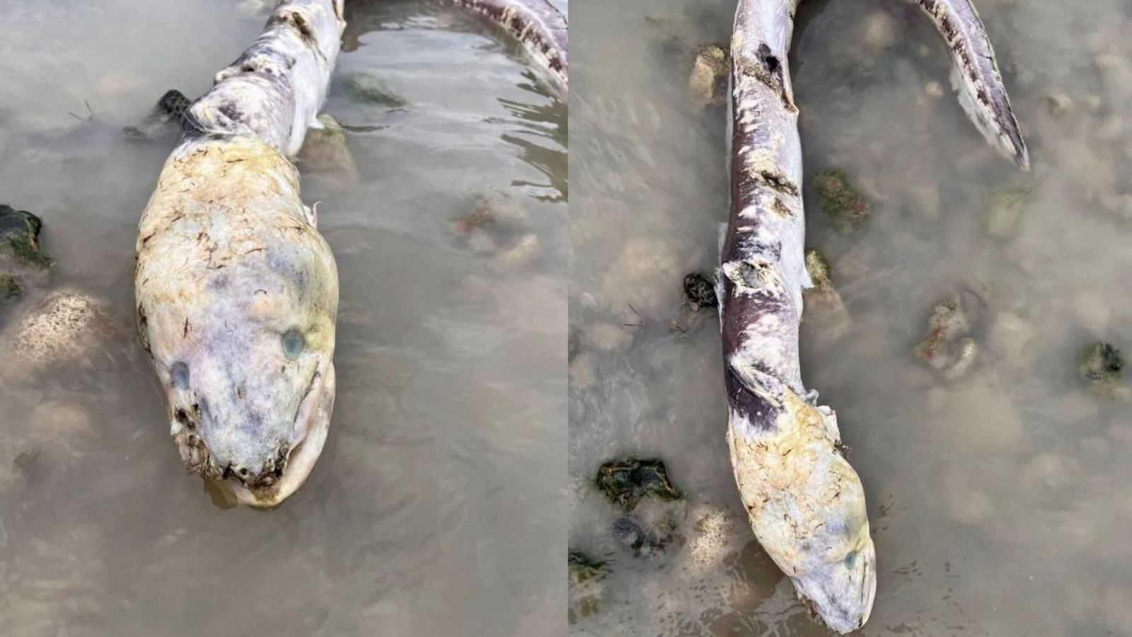 英國沃辛海灘近日出現巨型康吉鰻，長度可達2.75公尺，體色灰藍帶金，照片在社群引發熱議。（翻攝自臉書）