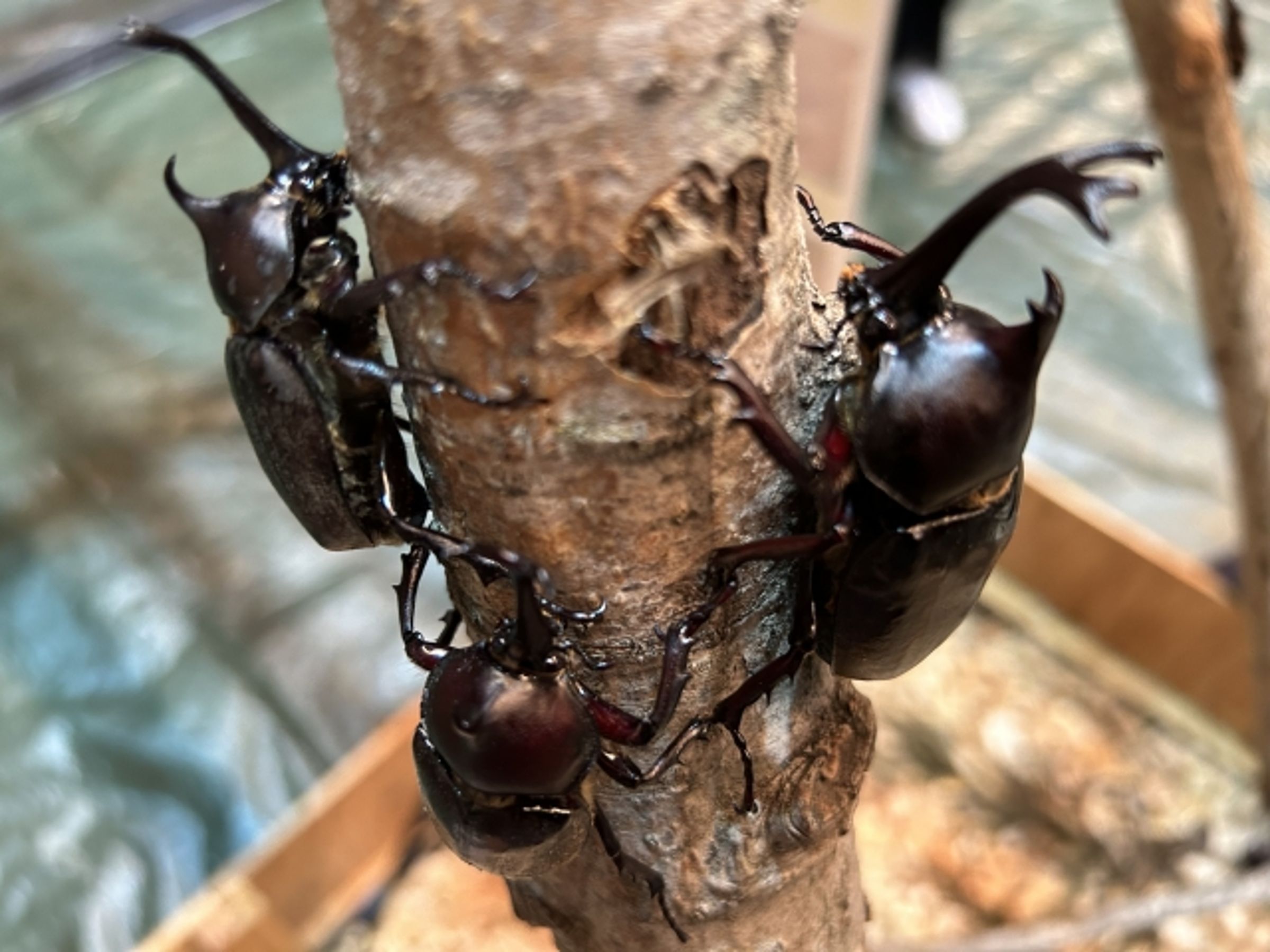 獨角仙為台灣常見昆蟲之一，棲息期短且繁殖不易，亟需保育。（示意圖 / photo-ac）
