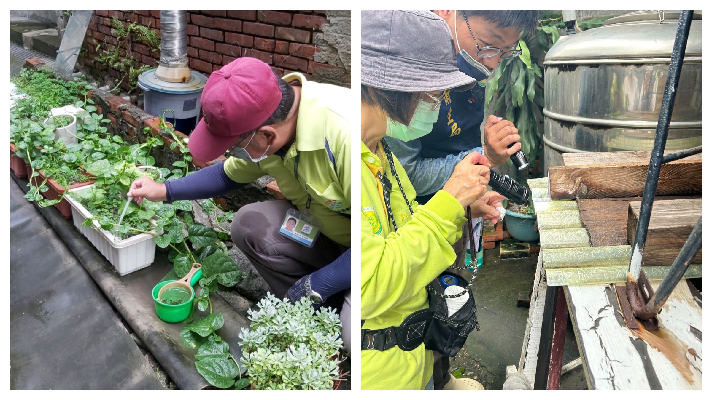 高雄鳳山發生登革熱群聚,防疫人員於社區查獲282處積水已孳生病媒蚊孑孓。 (高雄市衛生局提公)