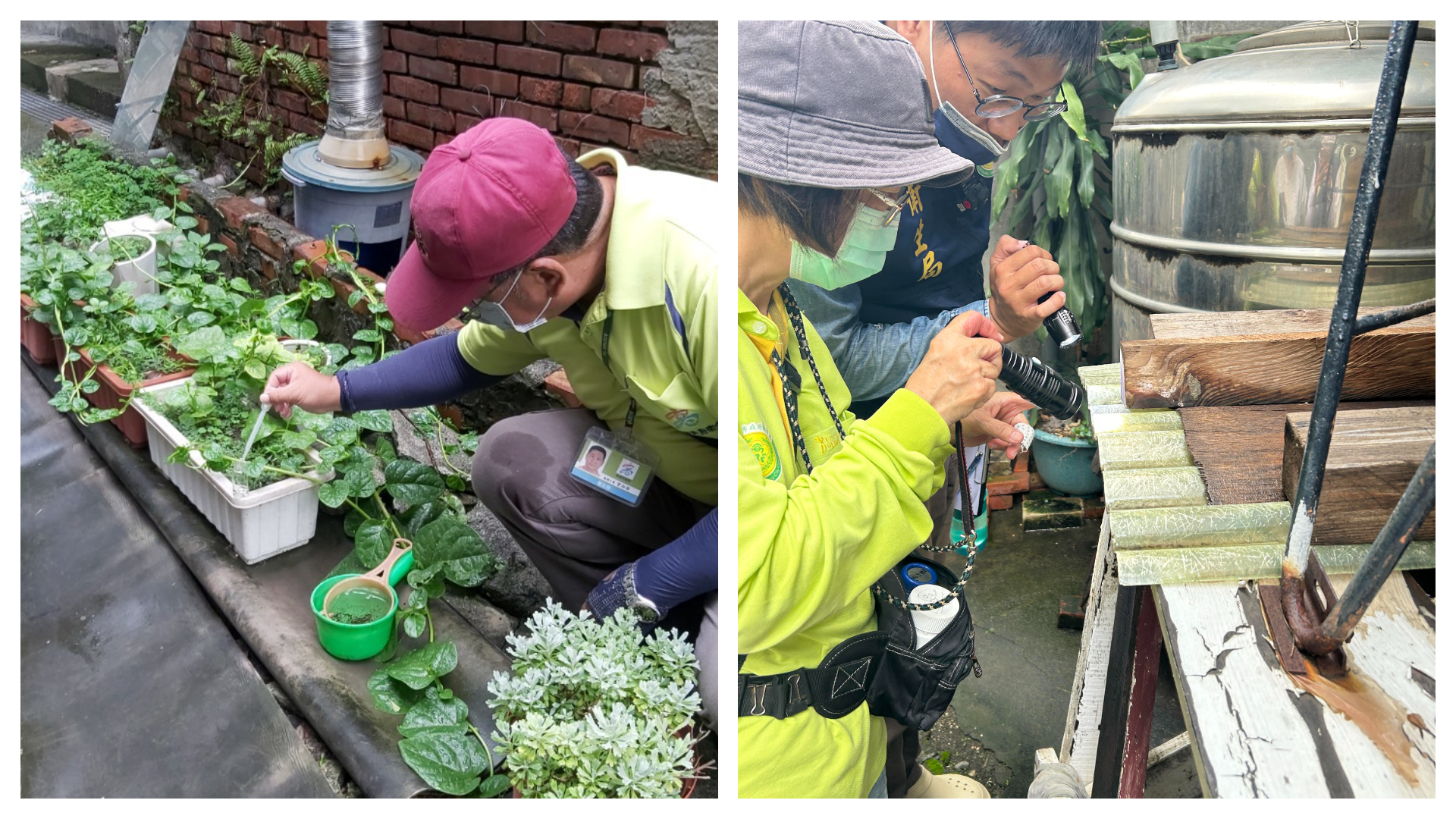 高雄鳳山發生登革熱群聚，防疫人員於社區查獲282處積水已孳生病媒蚊孑孓。 （高雄市衛生局提公）