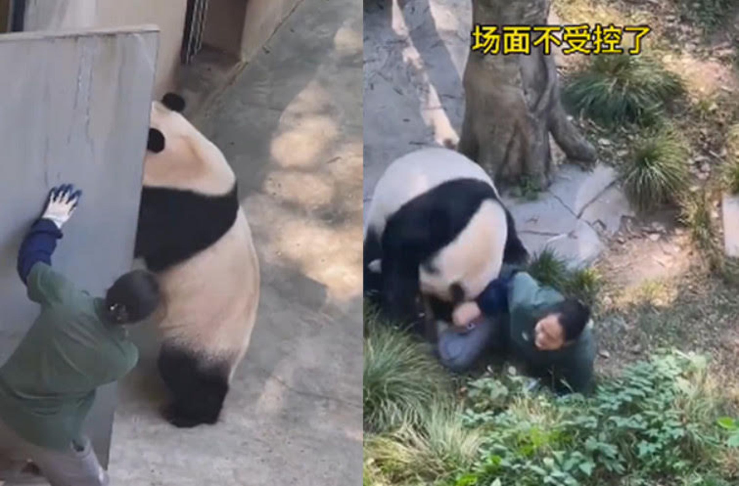 重慶動物園傳出貓熊撲倒飼育員的意外,讓遊客驚嚇連連。(翻攝微博)