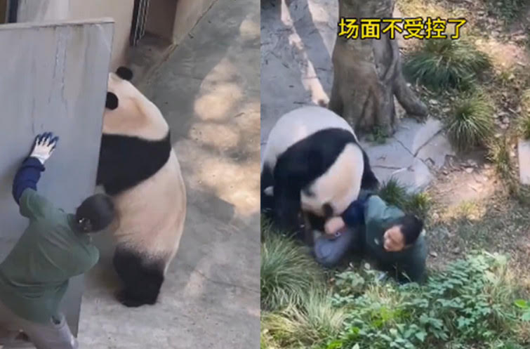 重慶動物園傳出貓熊撲倒飼育員的意外，讓遊客驚嚇連連。（翻攝微博）