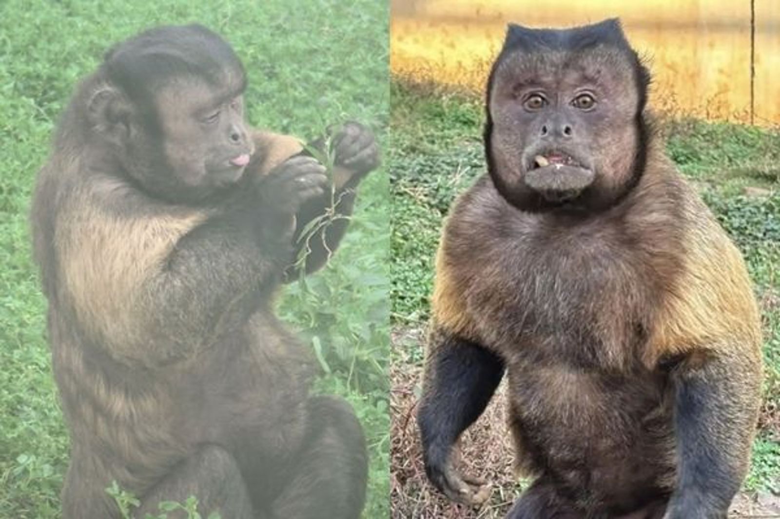 黑帽懸猴大壯因臉方爆紅，飼養員表示：「我們猴不醜，只是帥得特別。」（翻攝自微博）