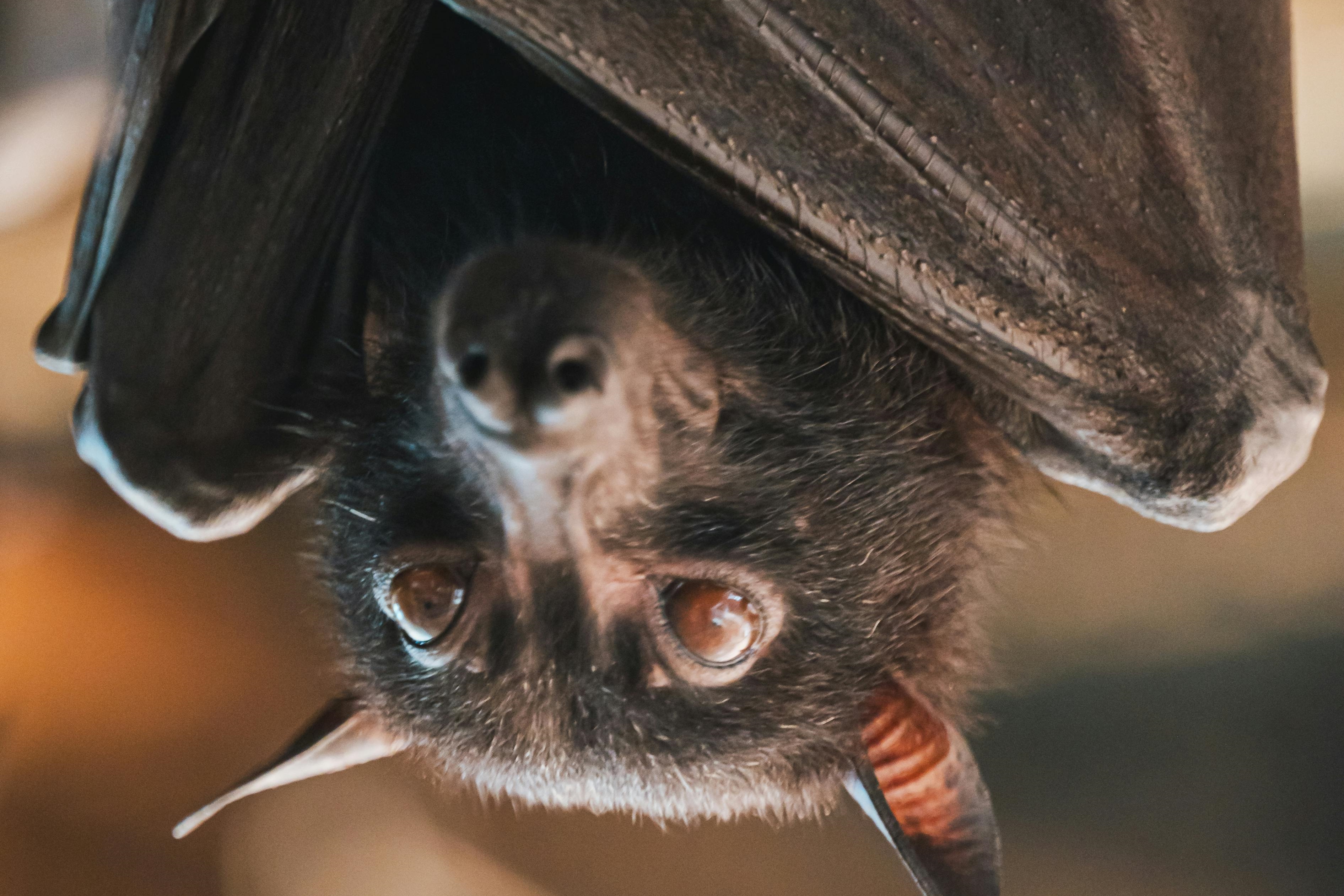 「立百病毒感染症」1998年在馬來西亞首次被發現，主要透過果蝠傳播，蝙蝠排泄物可能污染水果或椰棗汁，進而經由豬等動物再傳給人類。示意圖（pexels提供）