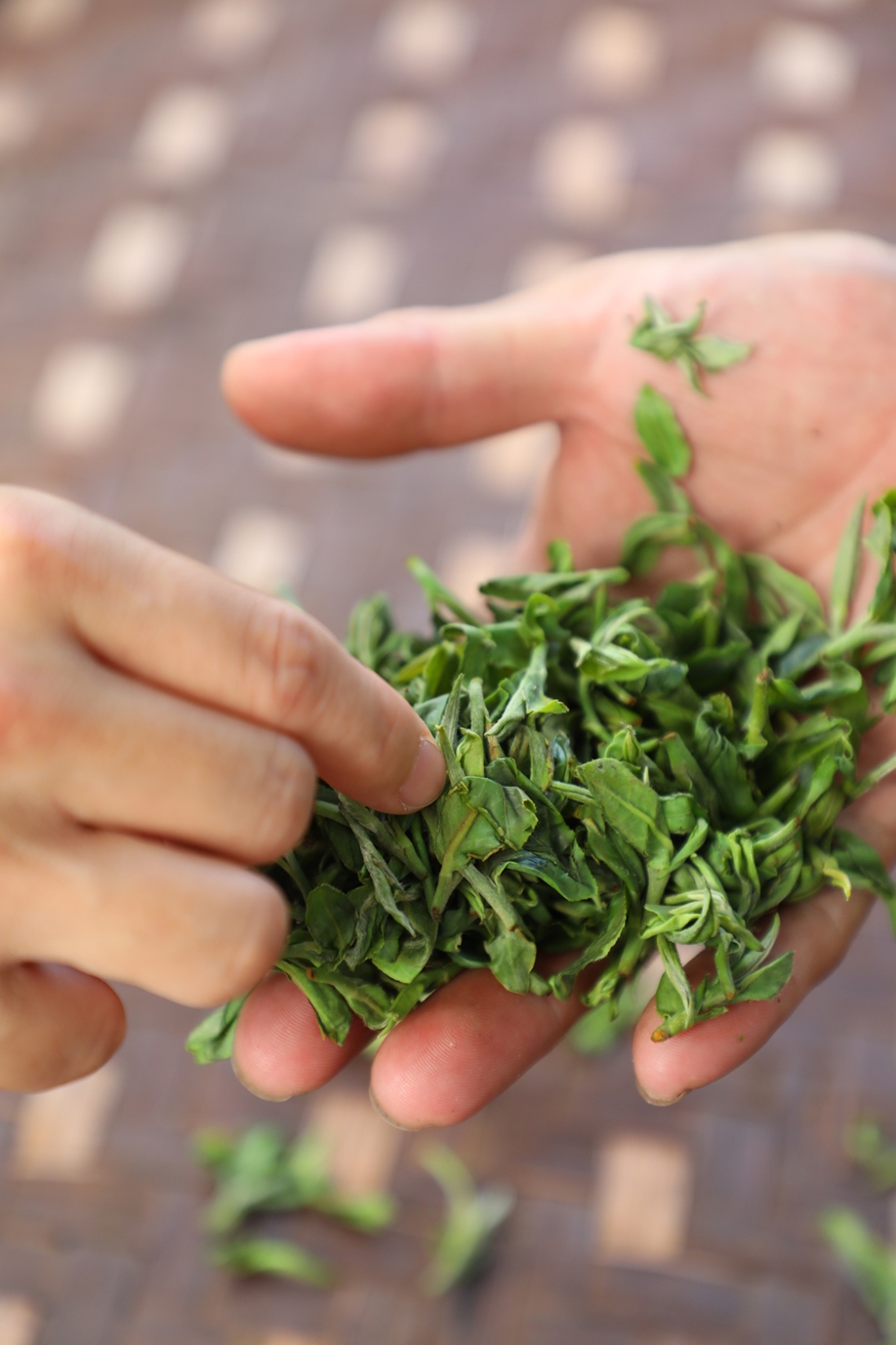 經過揉捻的茶，茶香溢出，跳過烘茶直接入冰庫就是「冷凍茶」。