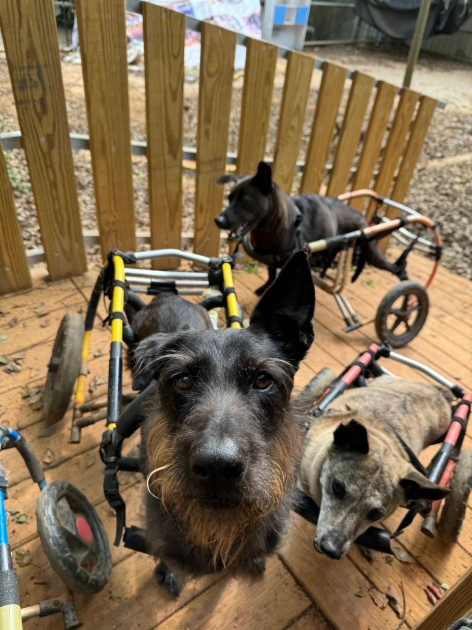 犬山居/社團法人台灣同伴動物扶助協會，協助超過200隻因為年老、重病、癱瘓、受虐而被棄養的弱勢毛孩，能得到應有的營養照護與醫療。（法國皇家提供）