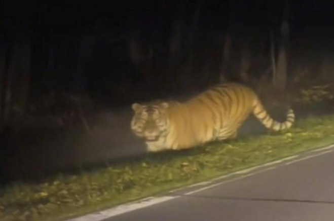 男子夜駕穿越吉林長白山地區，竟遇上野生東北虎，兩者隔著車燈「對望5秒」畫面曝光。（翻攝自微博／極目新聞）