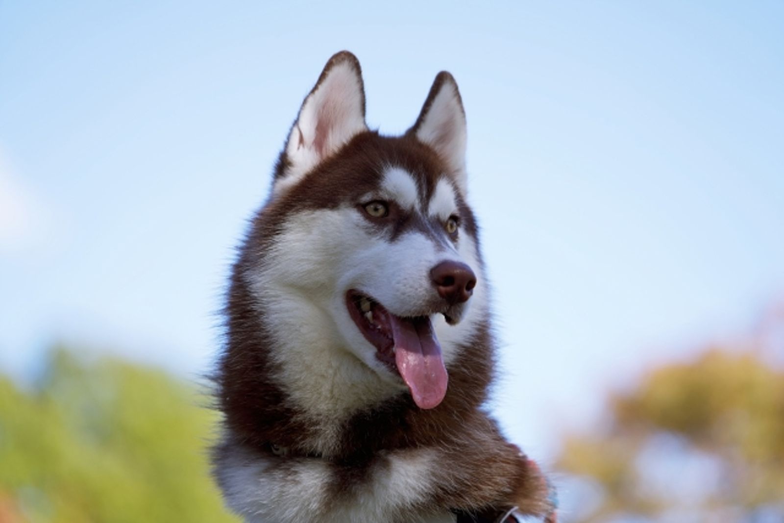 求職網站驚見超狂職缺 哈士奇狗老闆招募「特助」!薪資、工作內容曝光