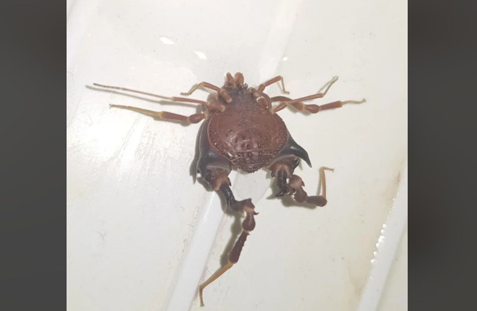 智利一名男子家中浴室被厚背蠍蛛入侵，當他洗澡時赫然驚見，感到十分恐怖。（圖／翻攝自reddit）
