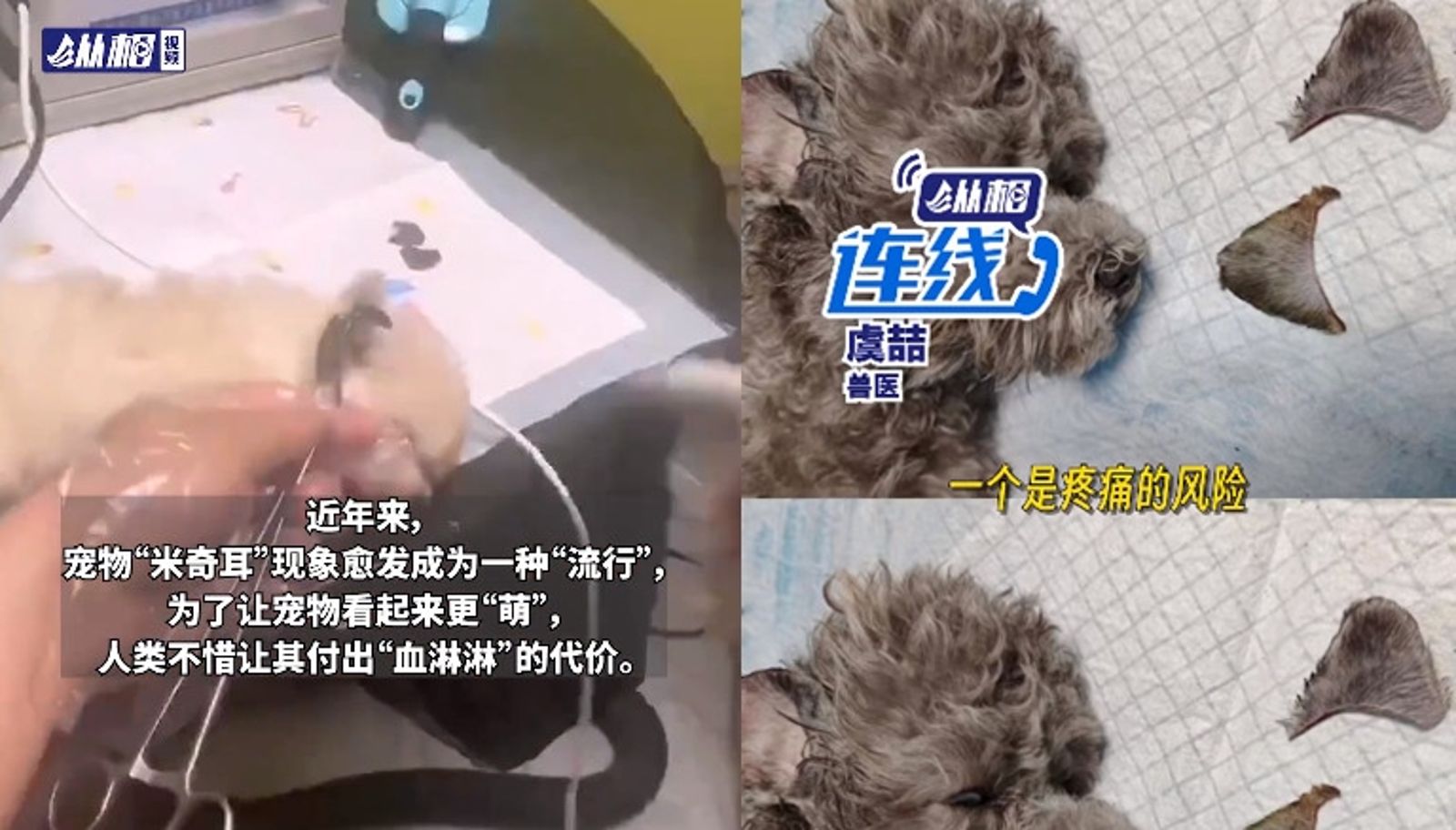 中國風行幫寵物進行「米奇耳朵手術」，需要幫寵物全身麻醉，才能裁切耳朵外形，遭批虐待動物。（圖／翻攝微博）
