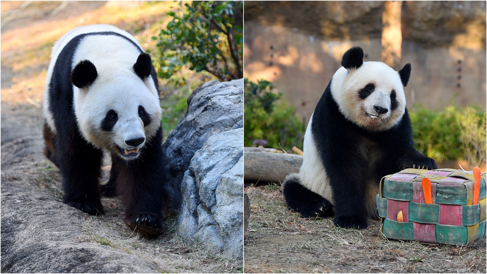 上野動物園大貓熊將歸還中國。左為曉曉、右為蕾蕾。（翻攝上野動物園官網）