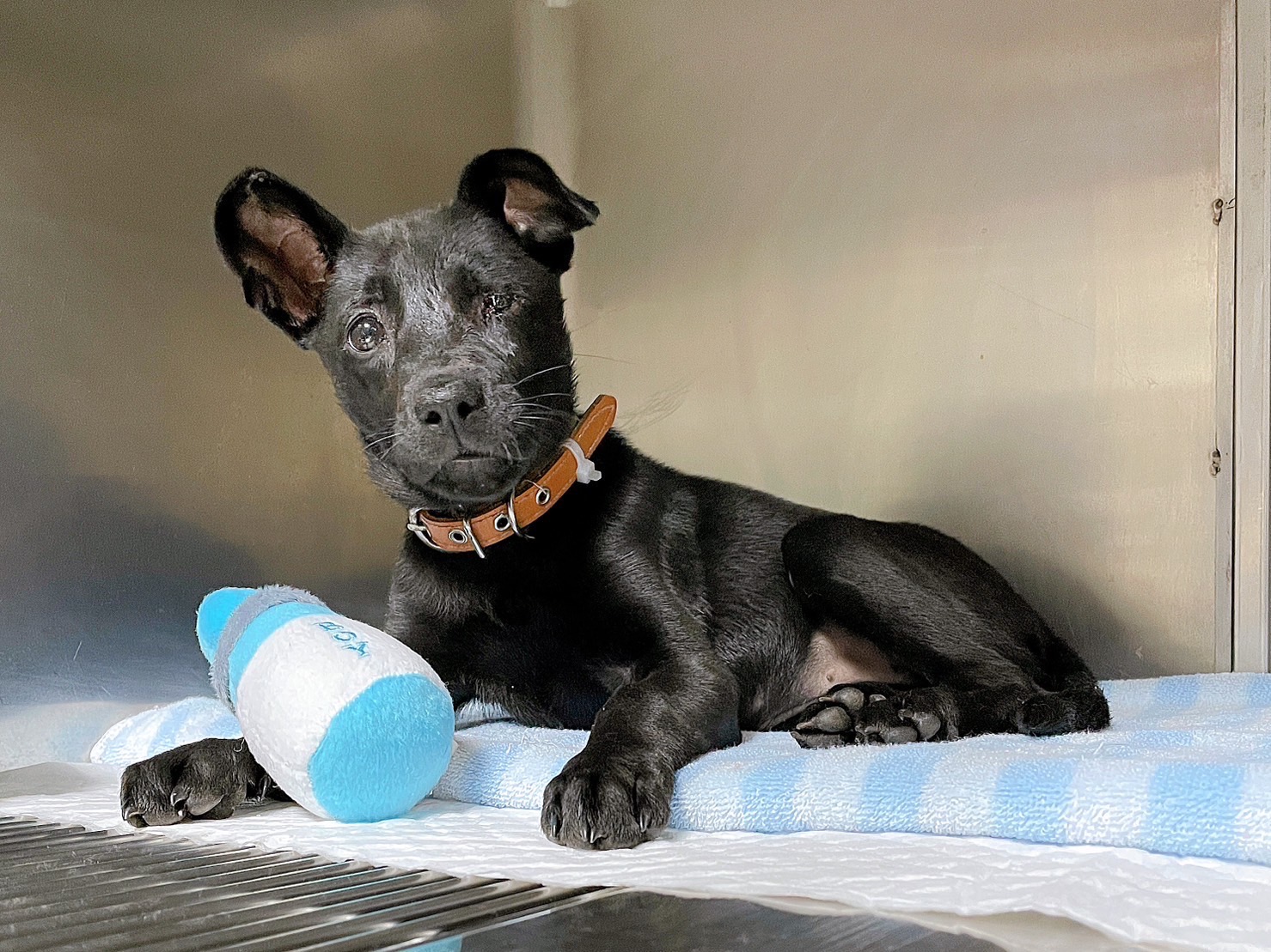 小黑狗救治後仍僅剩單眼。（新北動保處提供）