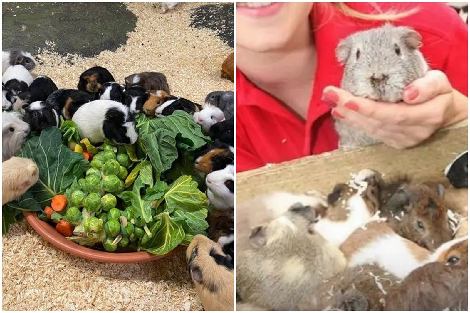 公天竺鼠誤闖禁區「3週後身形消瘦」　竟創下400隻鼠寶爸傳奇！動物樂園現況曝光