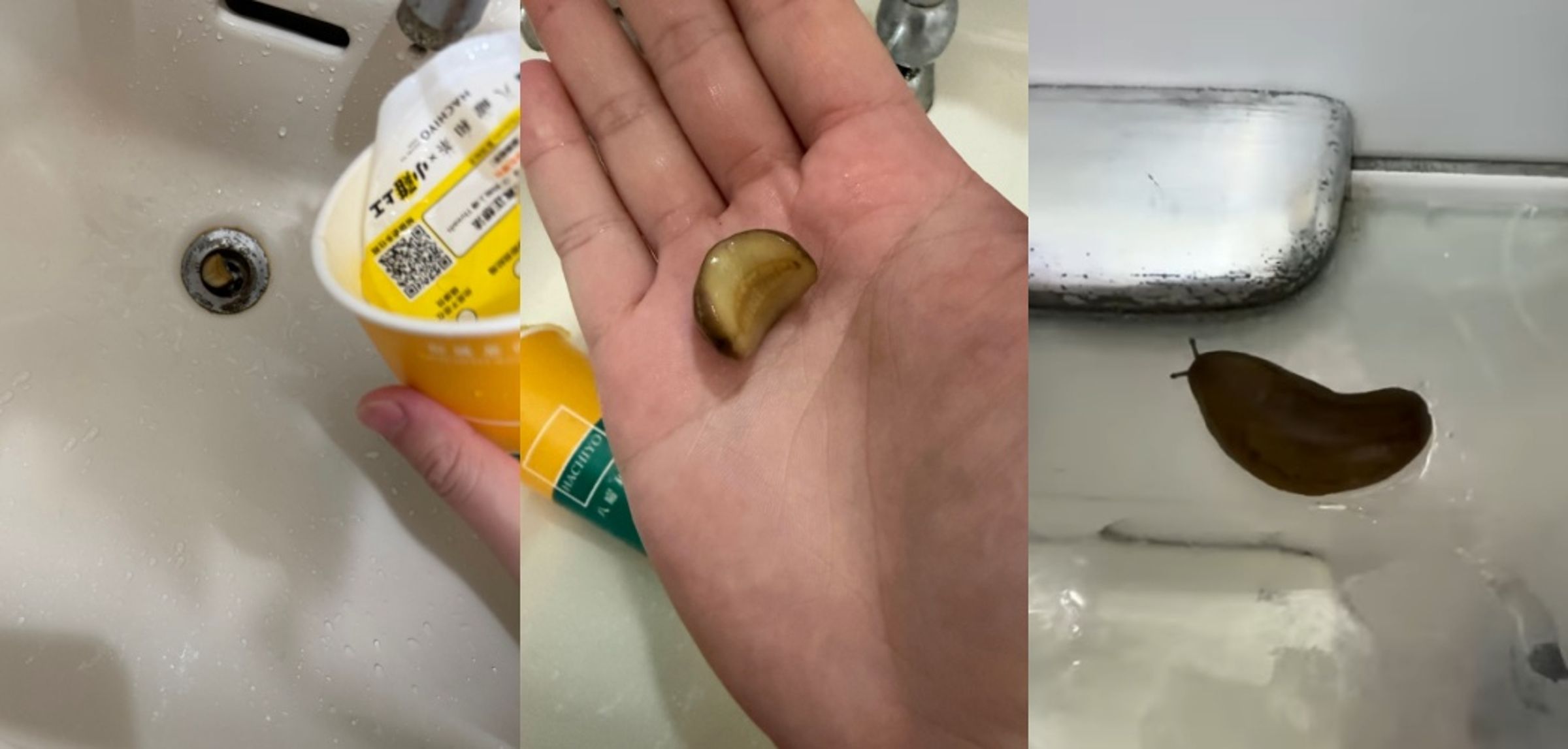 八曜和茶台中東海門市爆出食安事件,有民眾購買飲品喝完後,於洗杯時驚見杯內倒出一隻活體蛞蝓。(翻攝自Threads/wwz_0144)
