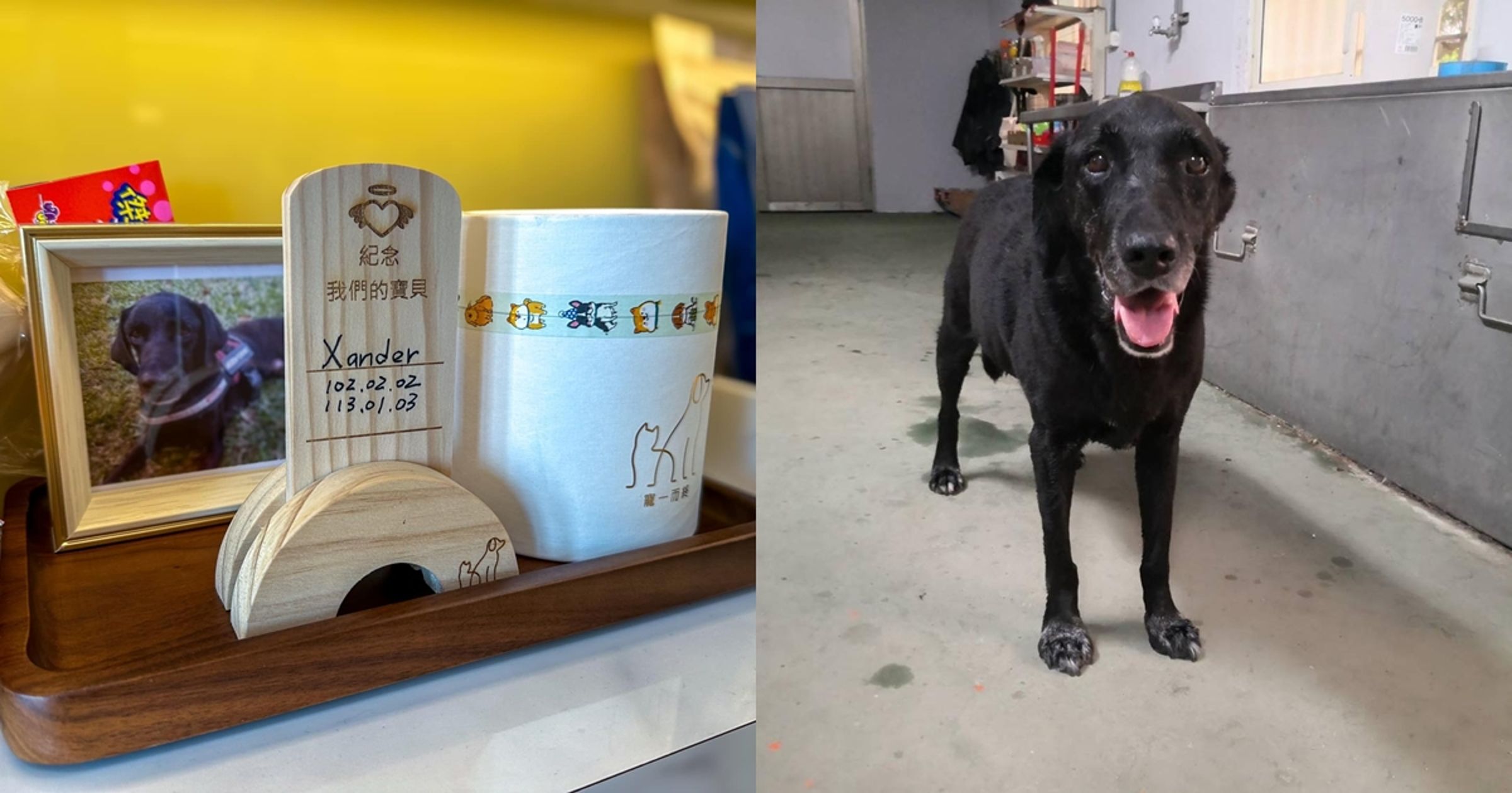 搜救犬Xander今年1月3日離世，生前服務的屏東縣政府消防局特種搜救大隊發文悼念。（翻攝自寵一而終/彩虹城堡－寵物禮儀 寵物殯葬 寵物臨終諮詢 寵物生命紀念園區、屏東縣政府消防局特種搜救大隊臉書）