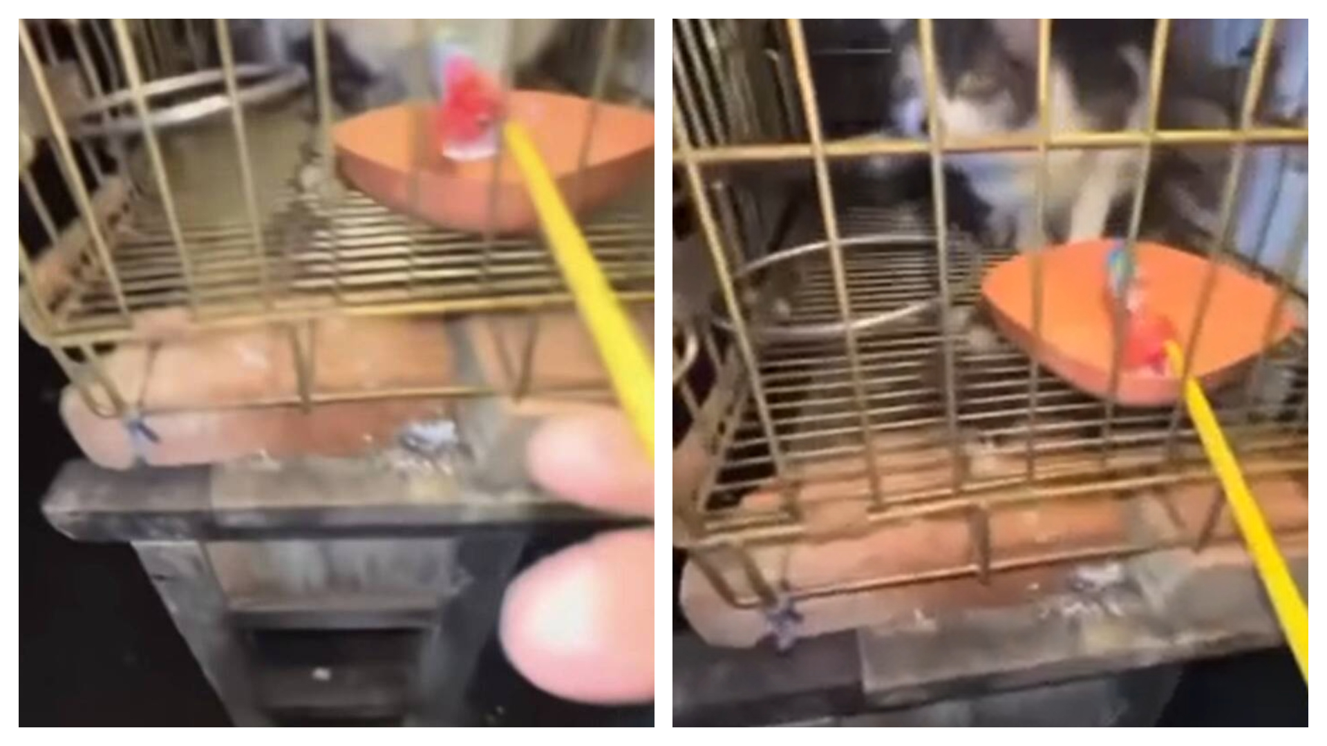 新竹縣某國中生涉嫌對籠子內的貓咪放鞭炮，相關影片在網路上瘋傳引爆眾怒。（翻攝自臉書）