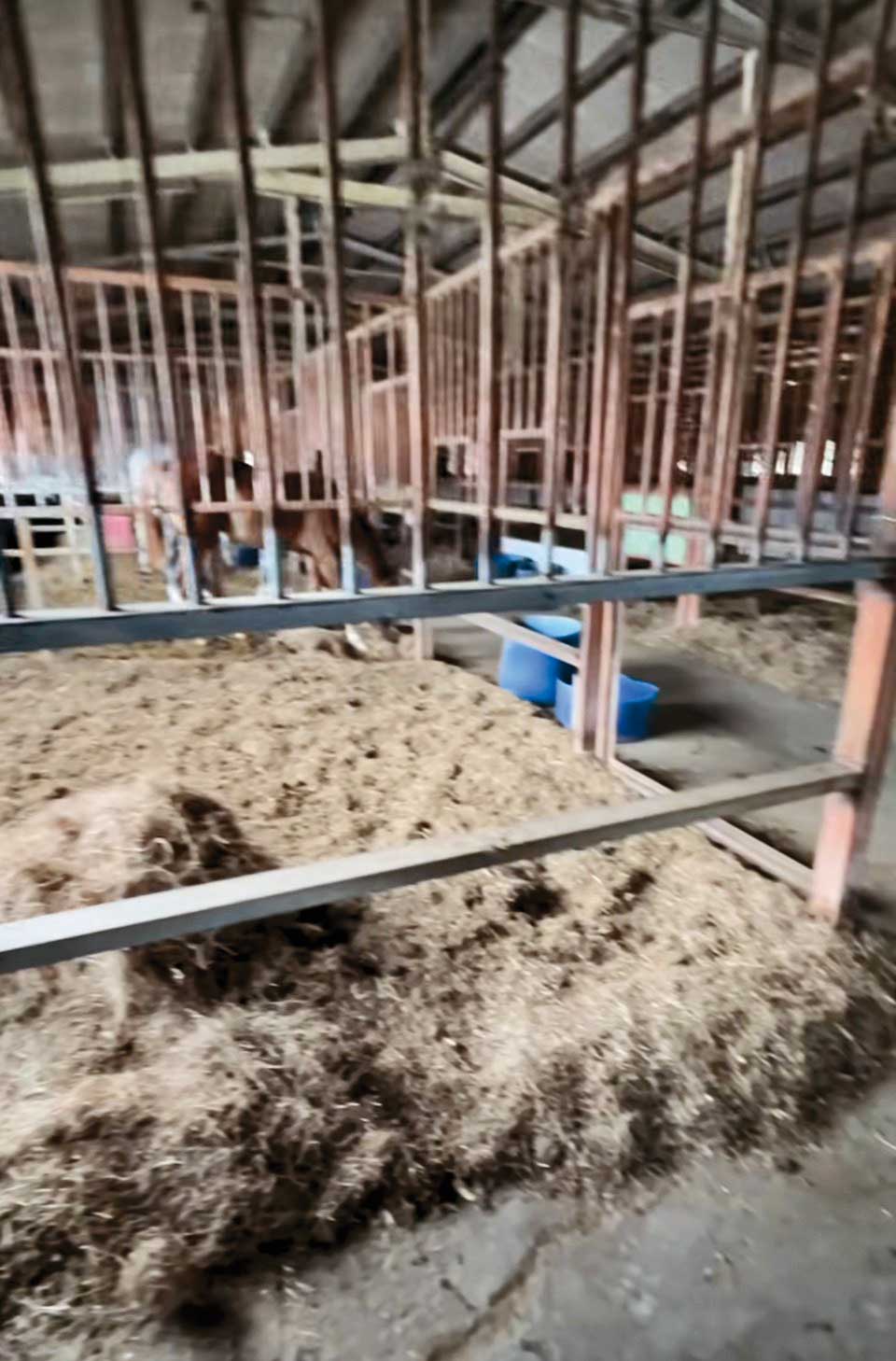 悠客馬場的馬廄環境很糟，鋪著一堆臭酸、看似發霉的乾草。（讀者提供）
