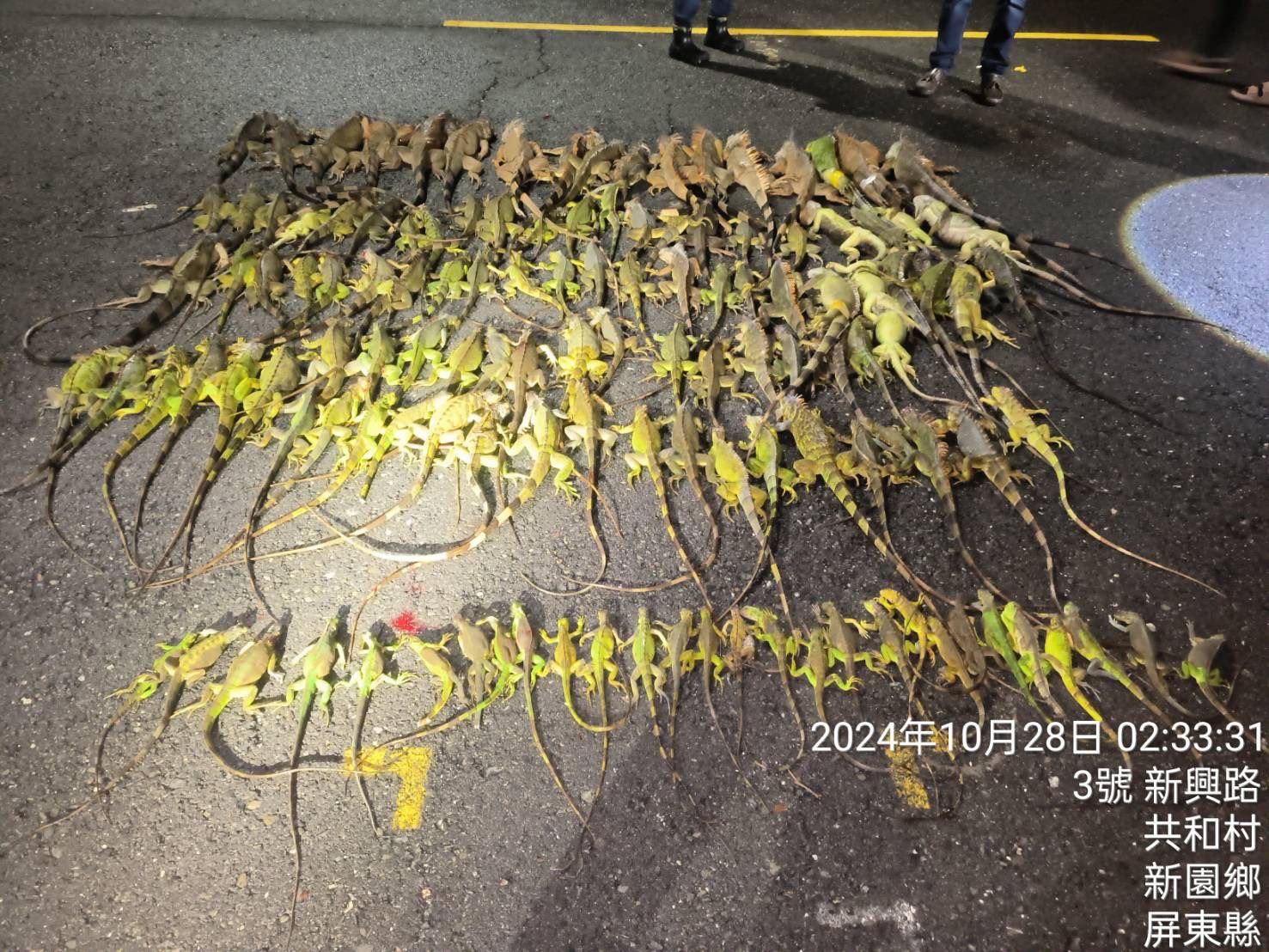 屏東縣農業處委外專業廠商，針對民眾或農民反映地區進行綠鬣蜥夜間巡查捕捉，防範綠鬣蜥造成農損。（屏東縣政府提供）