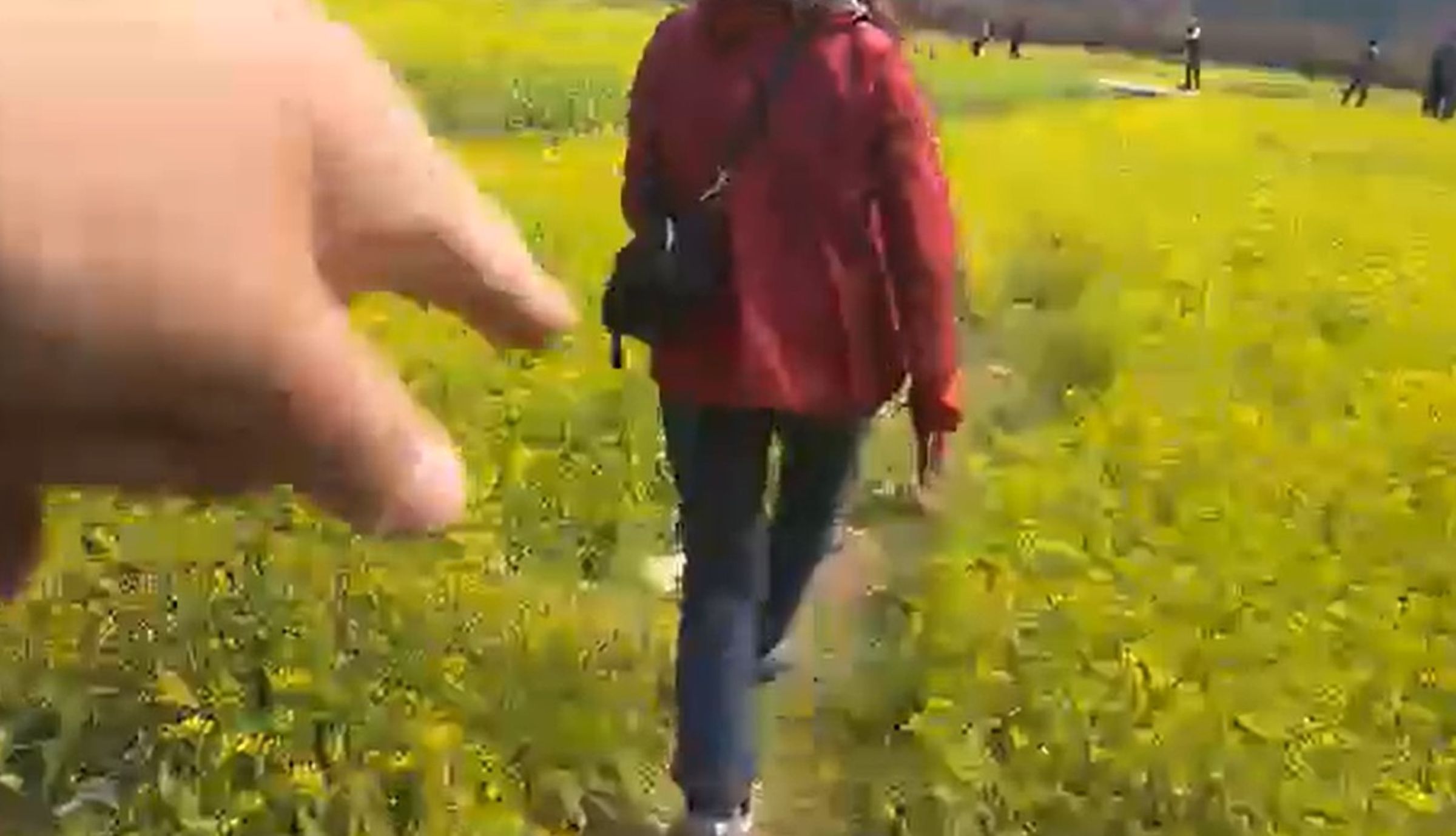 台中武陵農場正值櫻花季,園內櫻花和油菜花的花況都很不錯,卻有遊客不聽勸阻,硬要踏進花田拍照,令直播的小編很無奈。(翻攝自武陵農場 Wuling Farm 臉書)