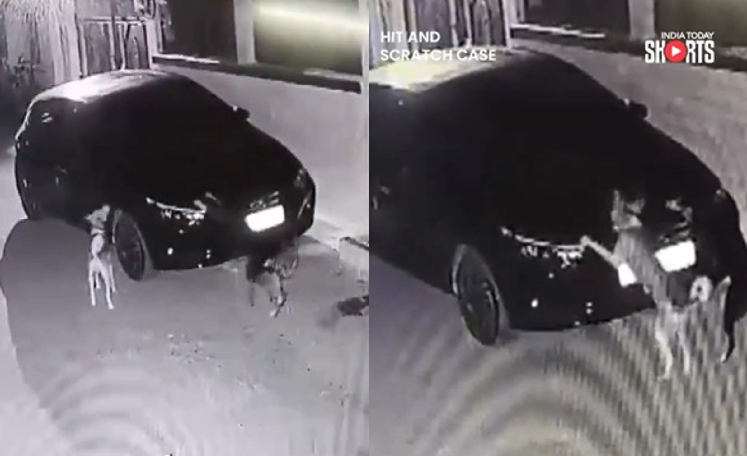 狗狗白天被車撞後,凌晨竟揪狗友助陣,一起用爪子抓刮肇事者的車子。(翻攝X@IndiaToday)