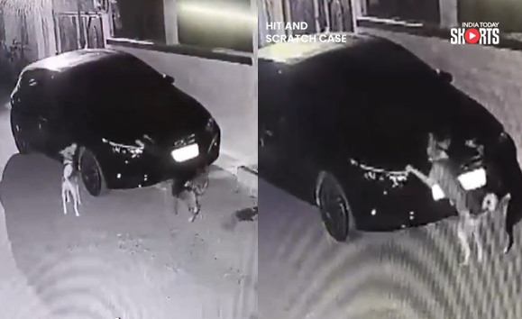 狗狗白天被車撞後，凌晨竟揪狗友助陣，一起用爪子抓刮肇事者的車子。（翻攝X@IndiaToday）