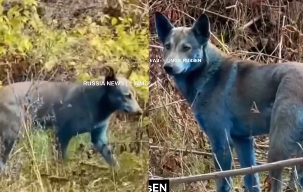 車諾比核電廠周邊被拍攝藍色毛髮的狗，景象十分詭異。（翻攝X@mog_russEN）