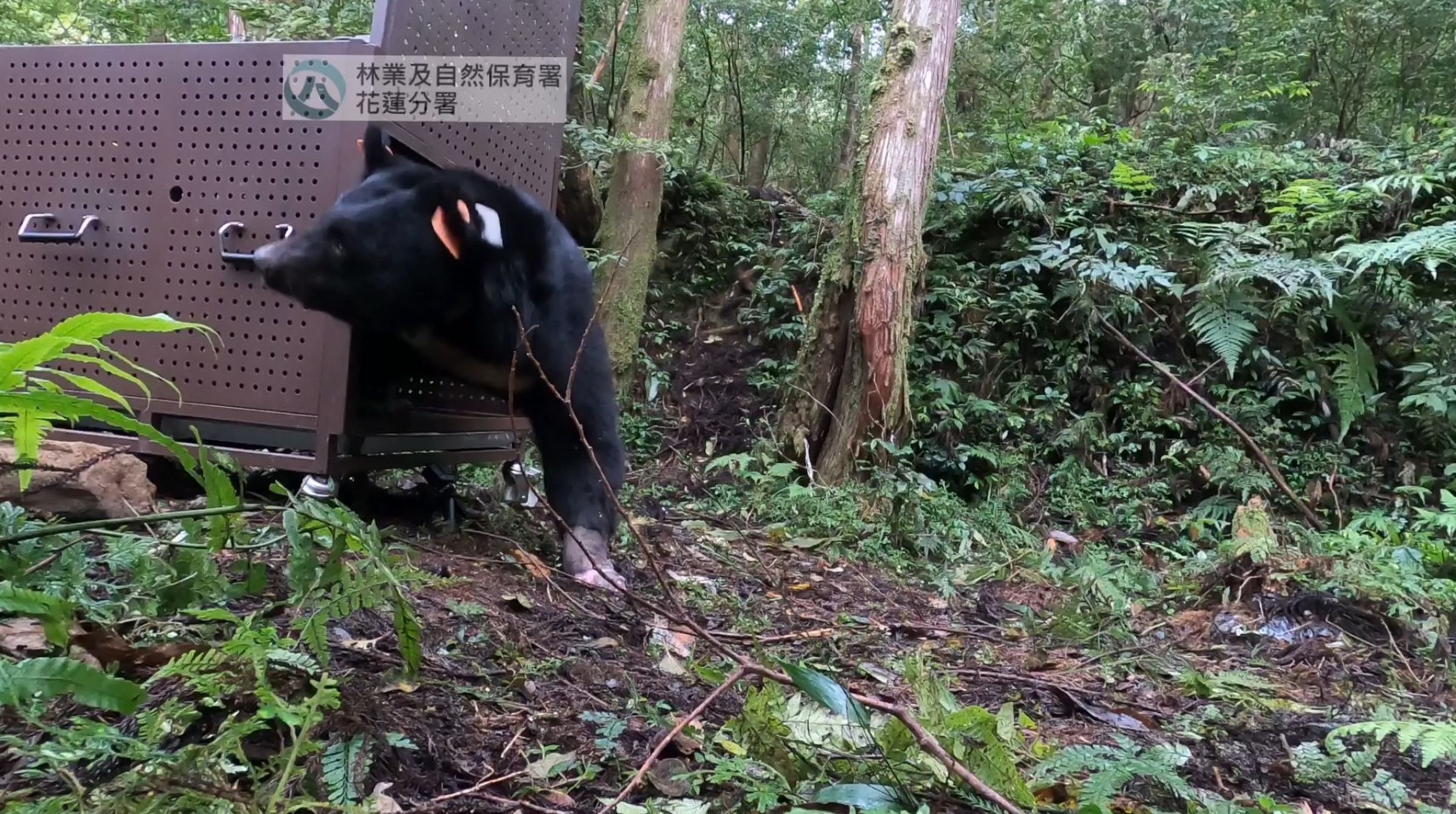 黑熊野放後,林業署也將對其持續追蹤。(林業及自然保育署花蓮分署提供)