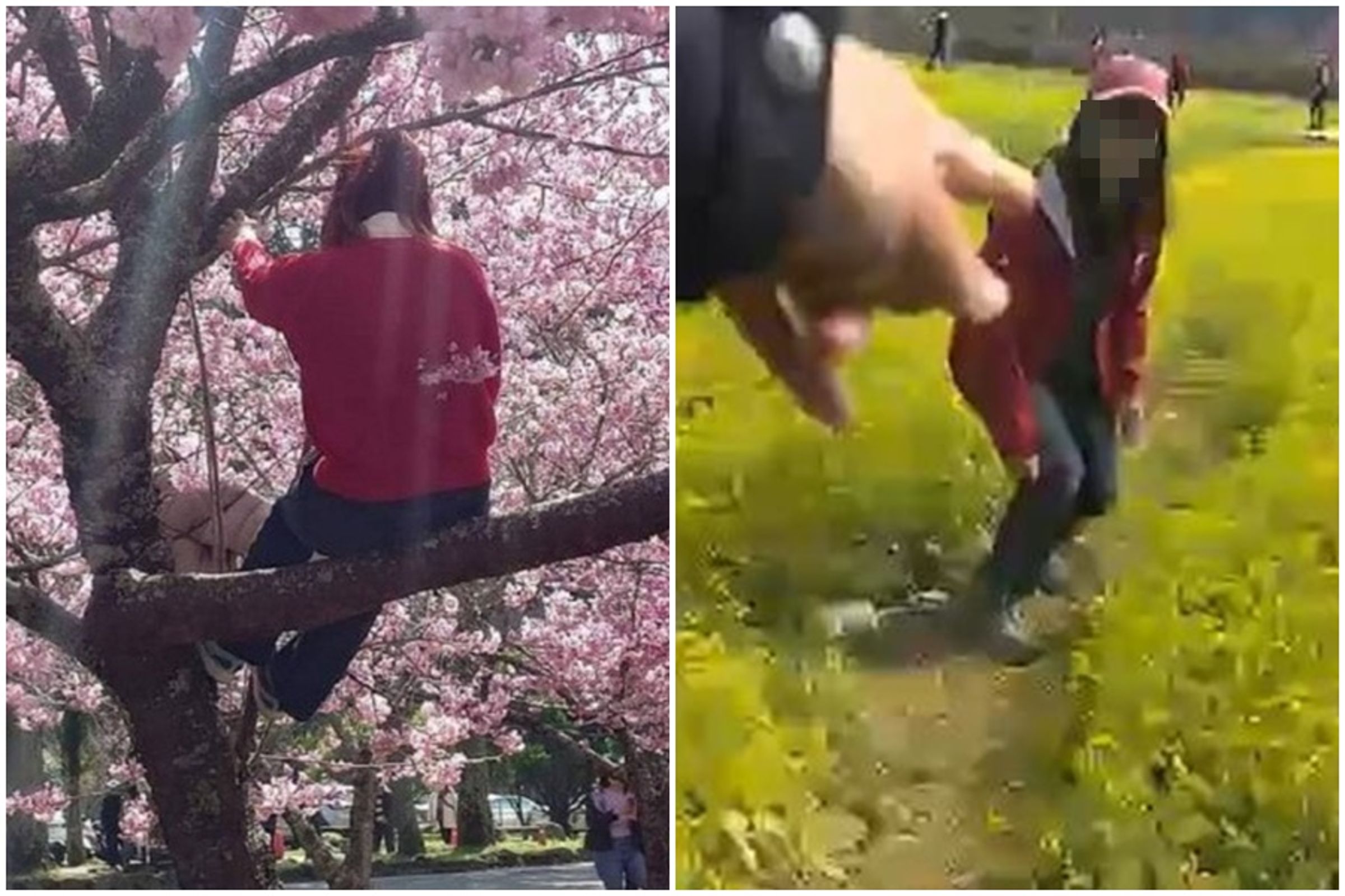 台中武陵農場櫻花盛開,吸引不少遊客前往賞櫻,卻也爆出不少脫序遊客。(翻攝自武陵農場 Wuling Farm)