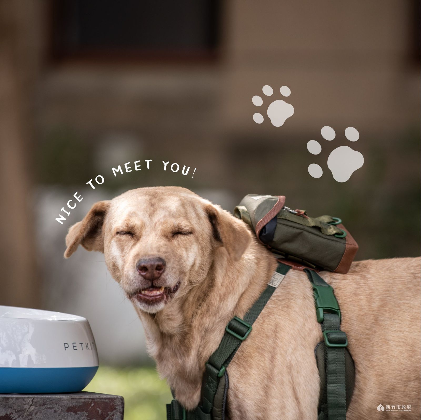 棕棕模樣相當可愛。（翻攝自林智堅臉書）