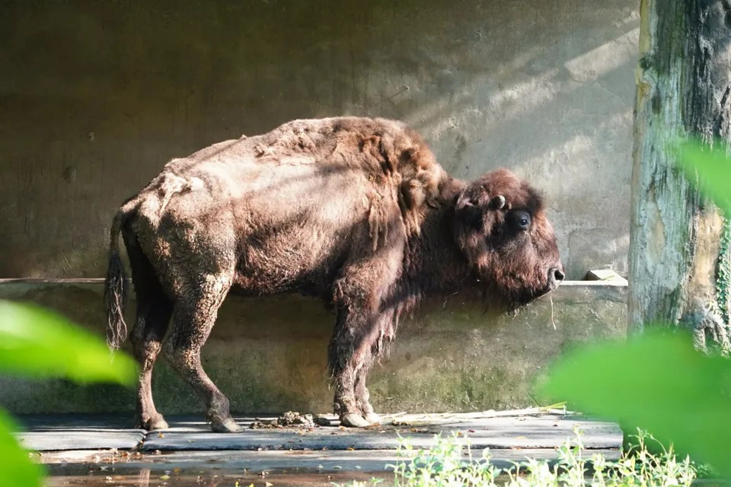 台北動物園內3隻高齡動物近期陸續逝世,包含最後一隻24歲美洲野牛「角娃」也於昨(4日)與世長辭。(翻攝自台北市立動物園)