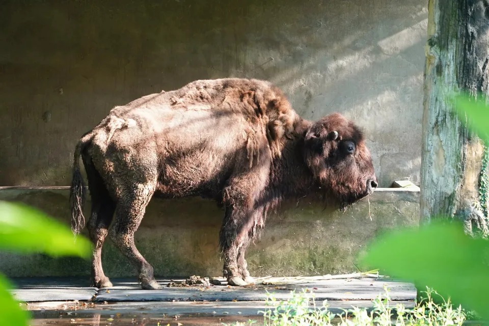台北動物園內3隻高齡動物近期陸續逝世，包含最後一隻24歲美洲野牛「角娃」也於昨（4日）與世長辭。（翻攝自台北市立動物園）