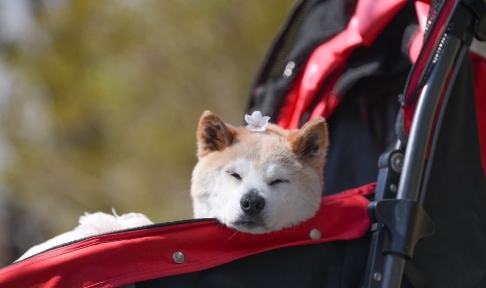 梗圖「不可以色色」柴犬過世。（翻攝自IG）