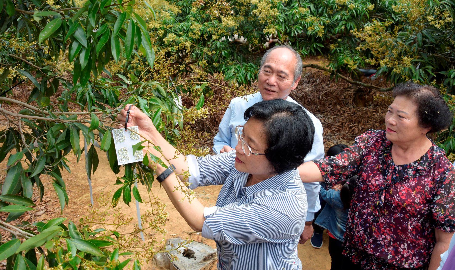 縣長王惠美示範，以放置平腹小蜂卵卡施行生物防治，降低農藥使用率。
