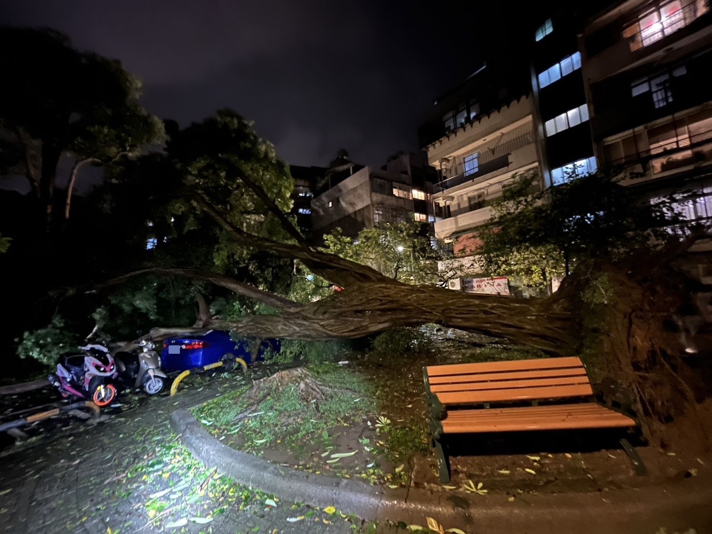 北市內湖瑞陽公園的一棵大型路樹倒塌,壓垮電線桿後橫倒路邊。(翻攝畫面)