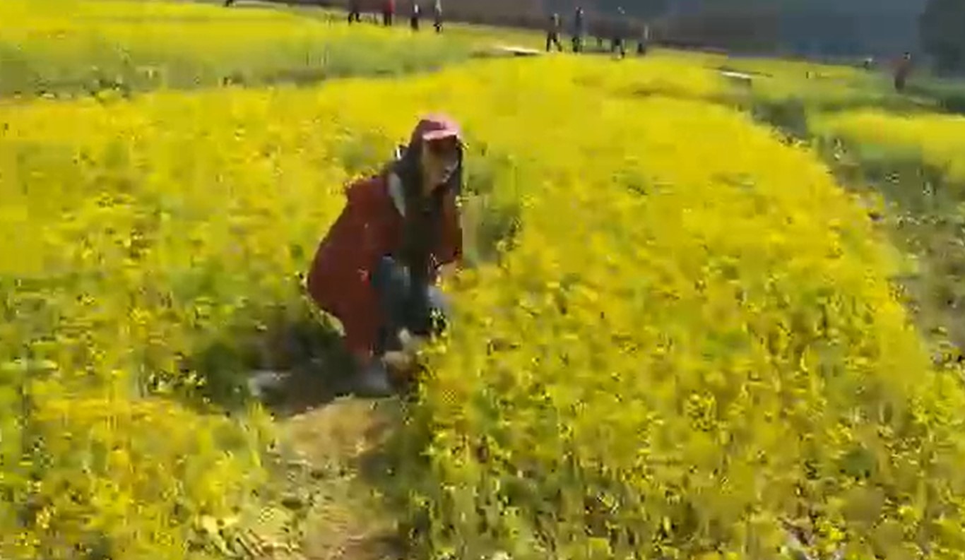 台中武陵農場正值櫻花季，園內櫻花和油菜花的花況都很不錯，卻有遊客不聽勸阻，硬要踏進花田拍照，令直播的小編很無奈。（翻攝自武陵農場 Wuling Farm 臉書）