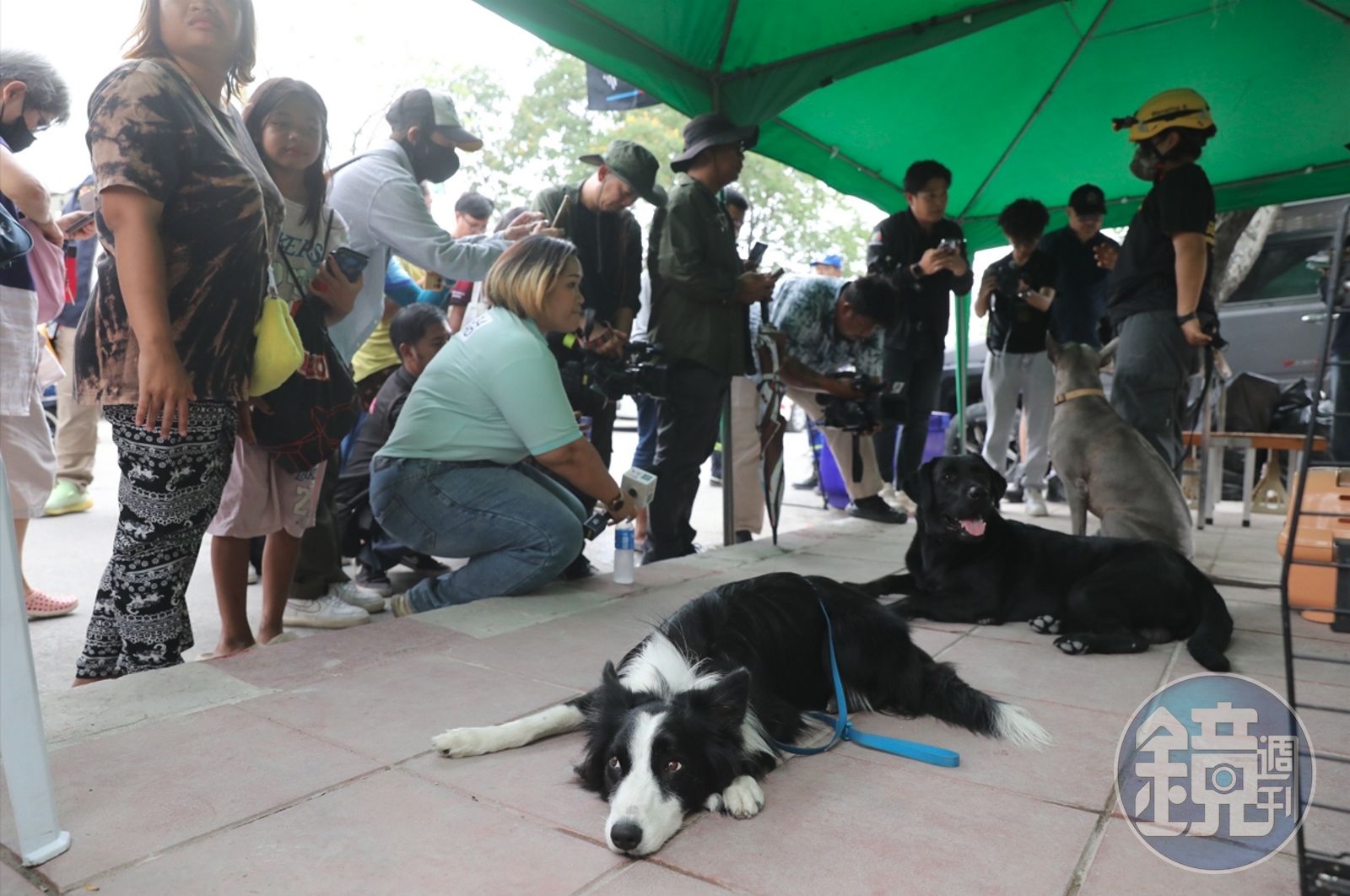曼谷審計大樓倒塌,搜救犬集結挺進災難現場。