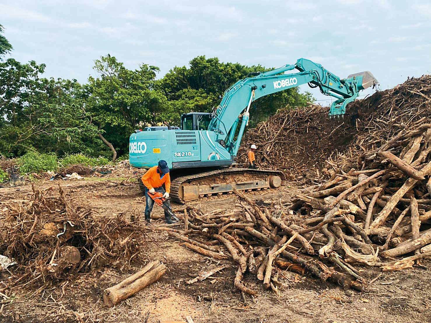 利德工程要求下包商，違法將600多棵健康、稀有的樹木砍伐絞碎。（讀者提供）