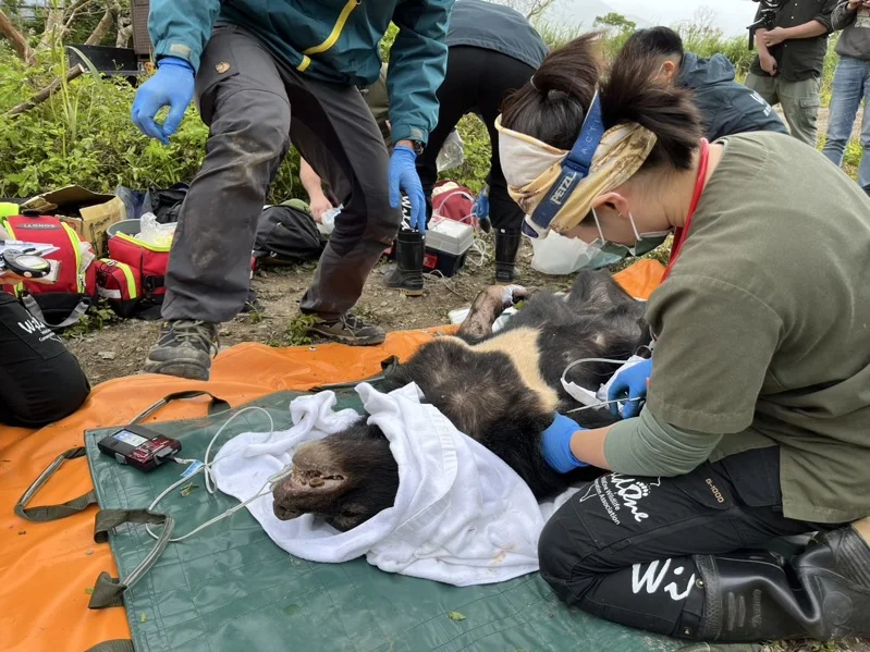 近期台灣黑熊頻繁現蹤花蓮卓溪鄉大鬧雞舍，上月還有一隻闖入養蜂場，不慎受困捕山豬的套索陷阱。（林保署花蓮分署提供）