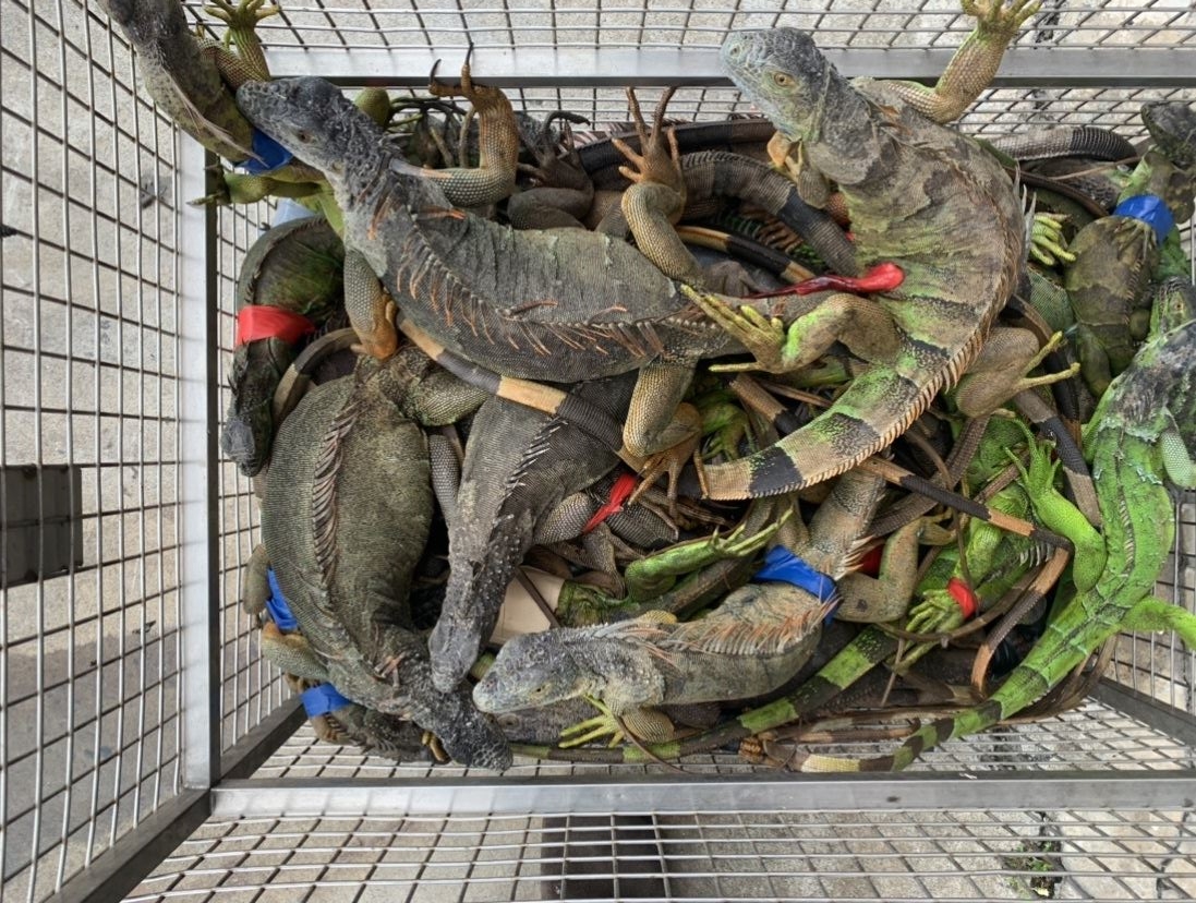在豐厚獎勵驅使下,屏東縣今年1月至7月底已成功捕捉9萬868隻綠鬣蜥,進度遠超去年同期。(屏東縣政府提供)