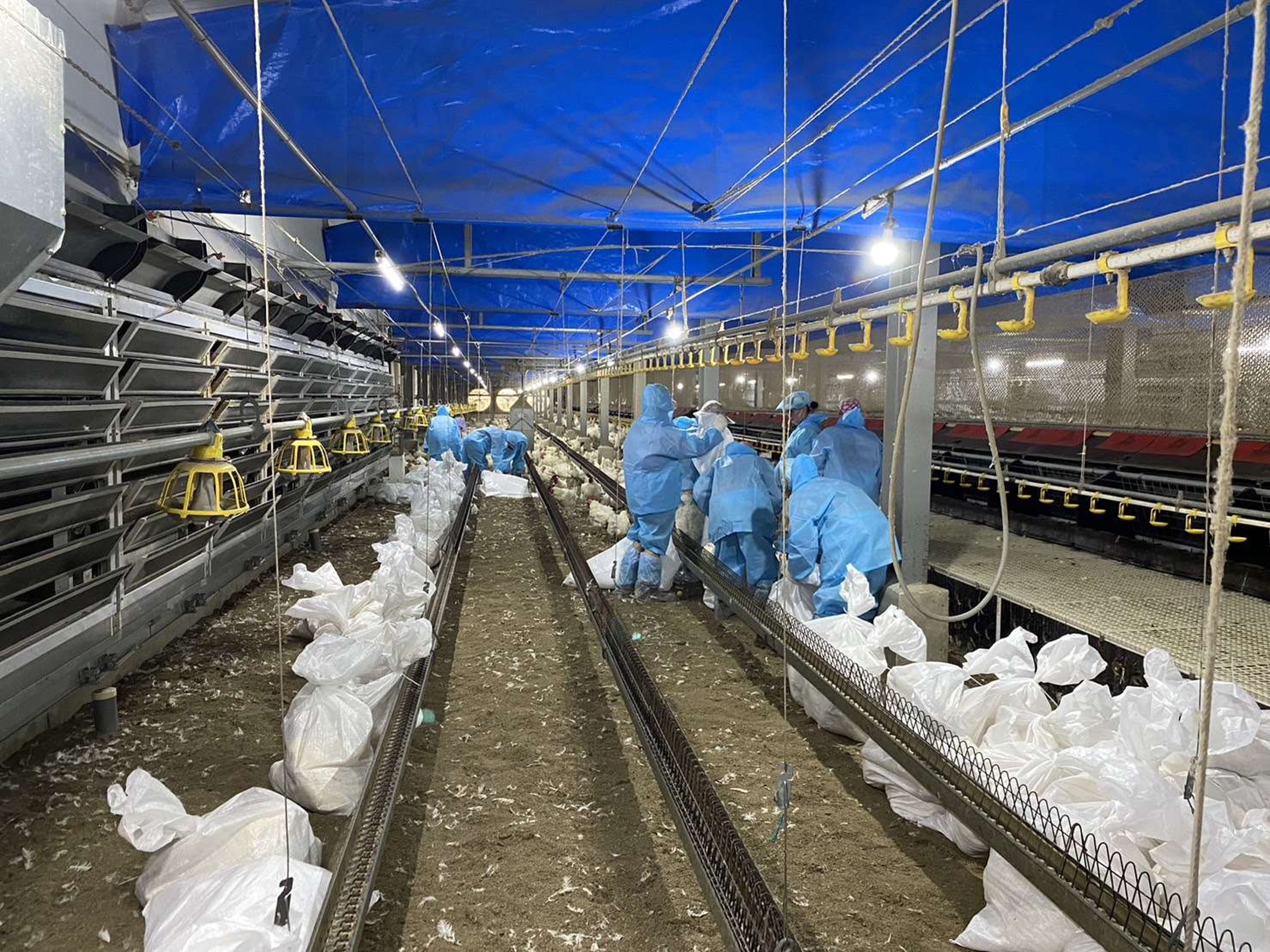 雲林縣斗六市一家白肉種雞場主動通報禽流感病例,防疫所啟動程序撲殺2萬多隻種雞、銷毀近5萬顆雞蛋。(雲林縣政府提供)